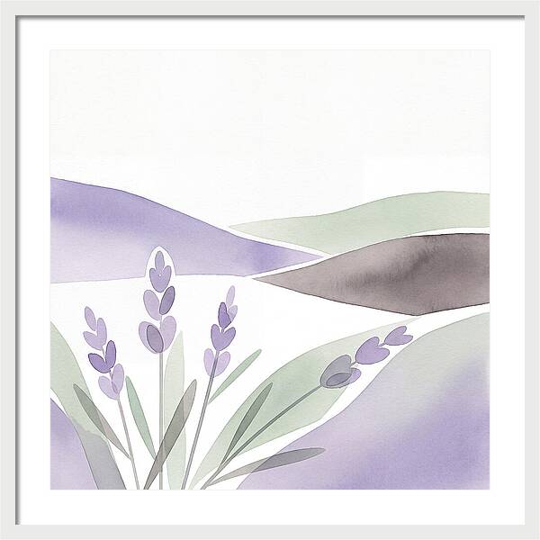Lavender Fields In Bloom