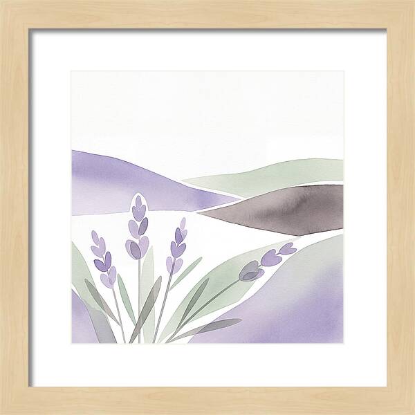 Lavender Fields In Bloom
