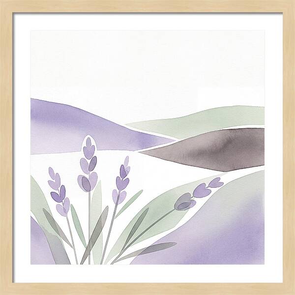 Lavender Fields In Bloom