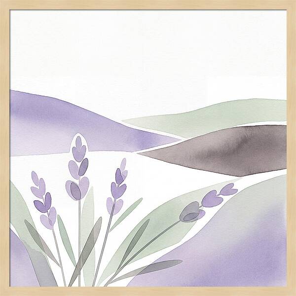 Lavender Fields In Bloom