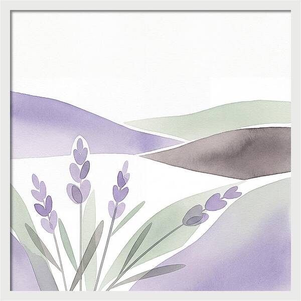 Lavender Fields In Bloom