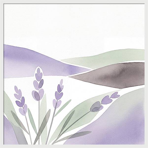 Lavender Fields In Bloom