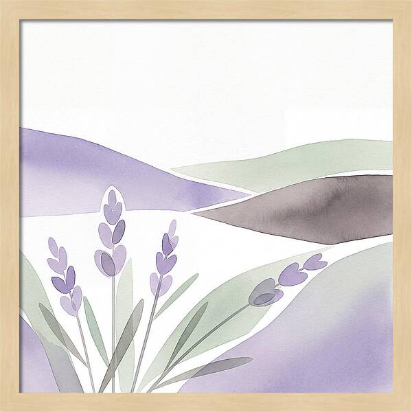 Lavender Fields In Bloom