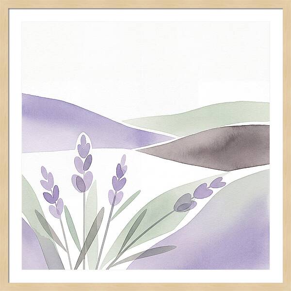 Lavender Fields In Bloom