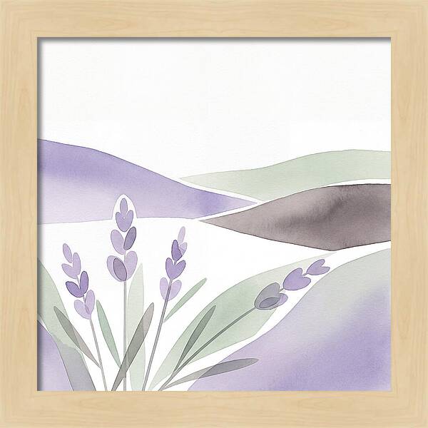 Lavender Fields In Bloom