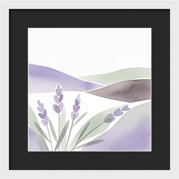 Lavender Fields In Bloom