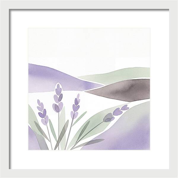 Lavender Fields In Bloom