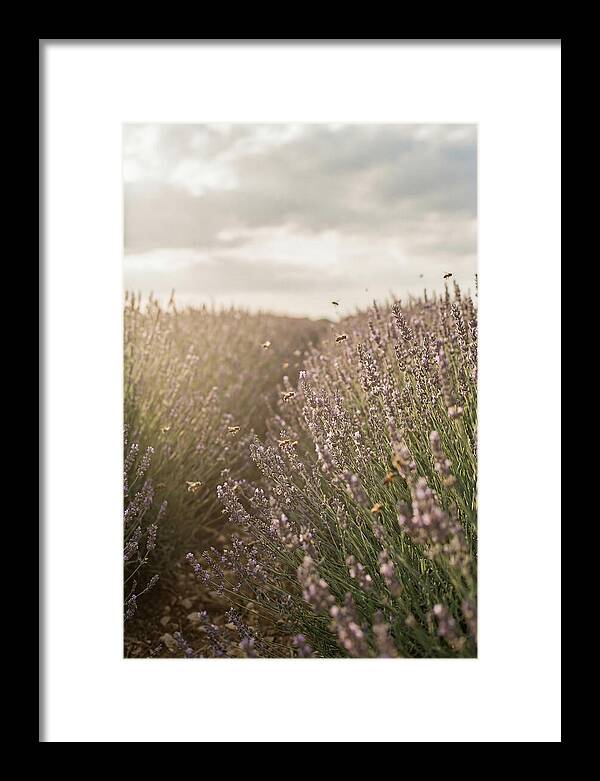 Lavender Fields In Bloom