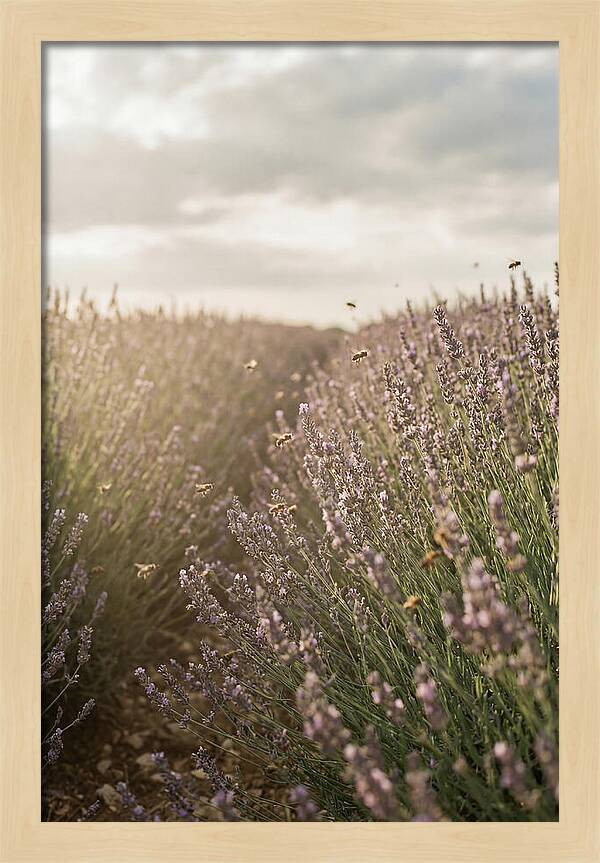 Lavender Fields In Bloom