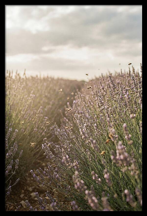 Lavender Fields In Bloom