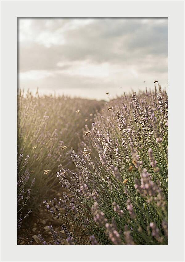 Lavender Fields In Bloom