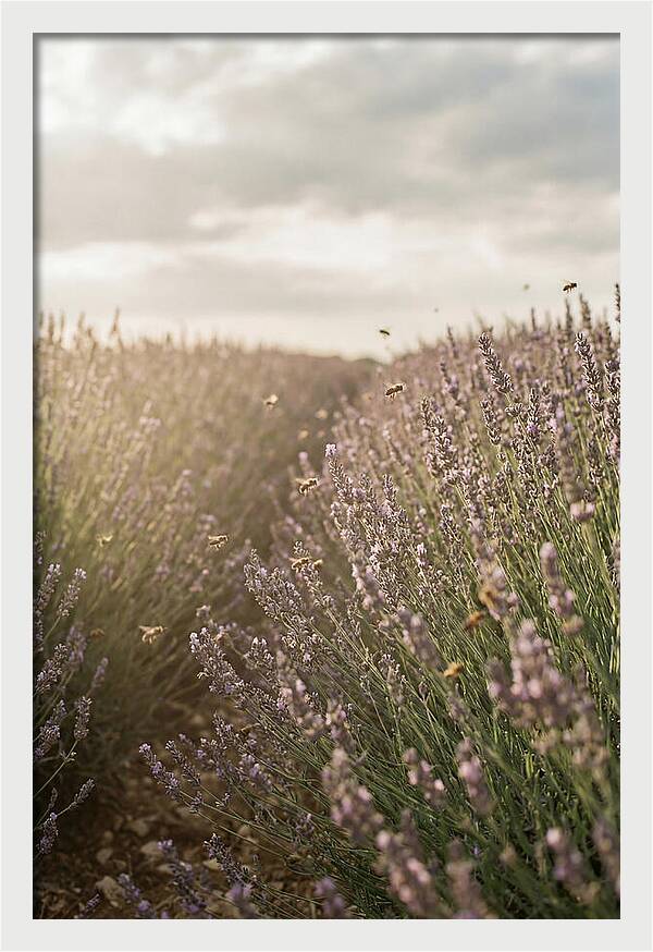 Lavender Fields In Bloom