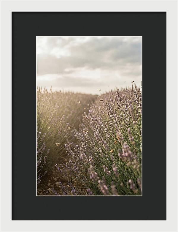 Lavender Fields In Bloom