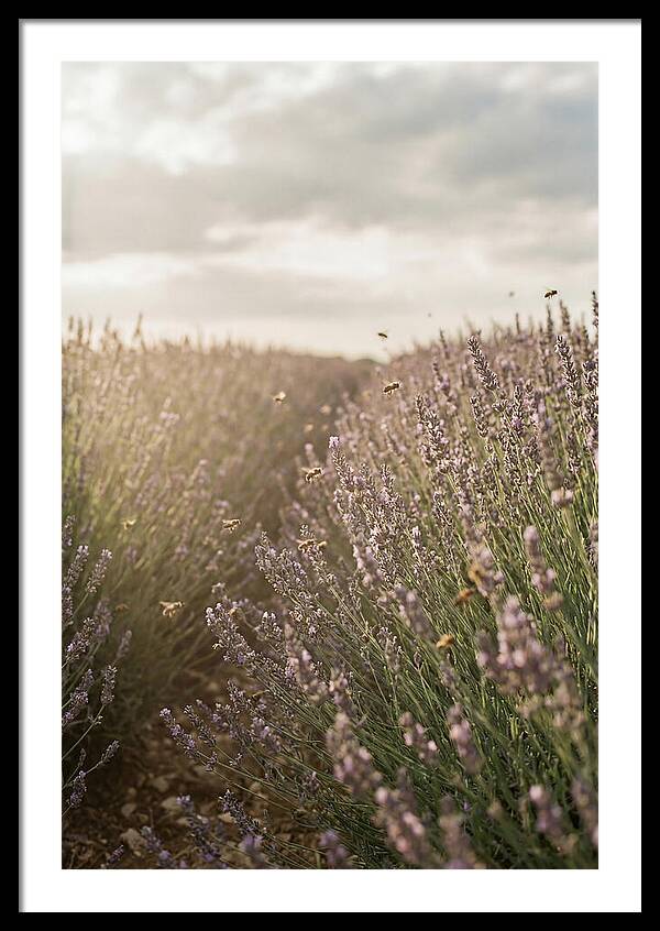 Lavender Fields In Bloom