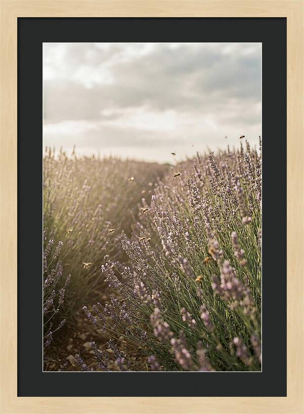 Lavender Fields In Bloom