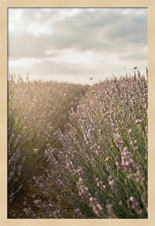 Lavender Fields In Bloom