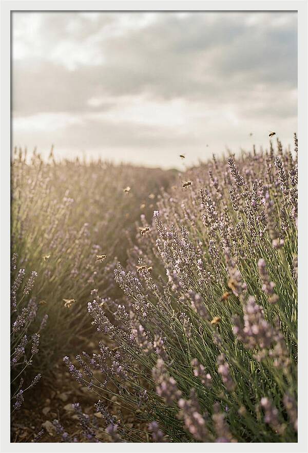 Lavender Fields In Bloom