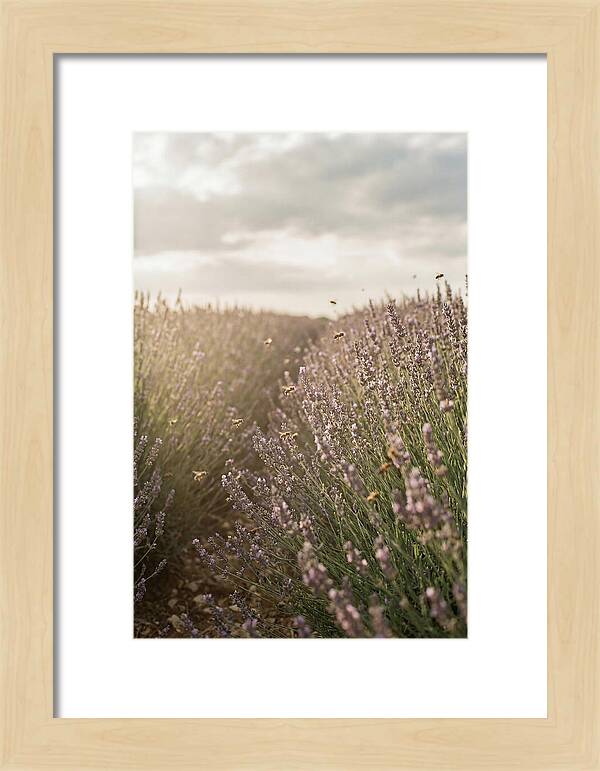 Lavender Fields In Bloom