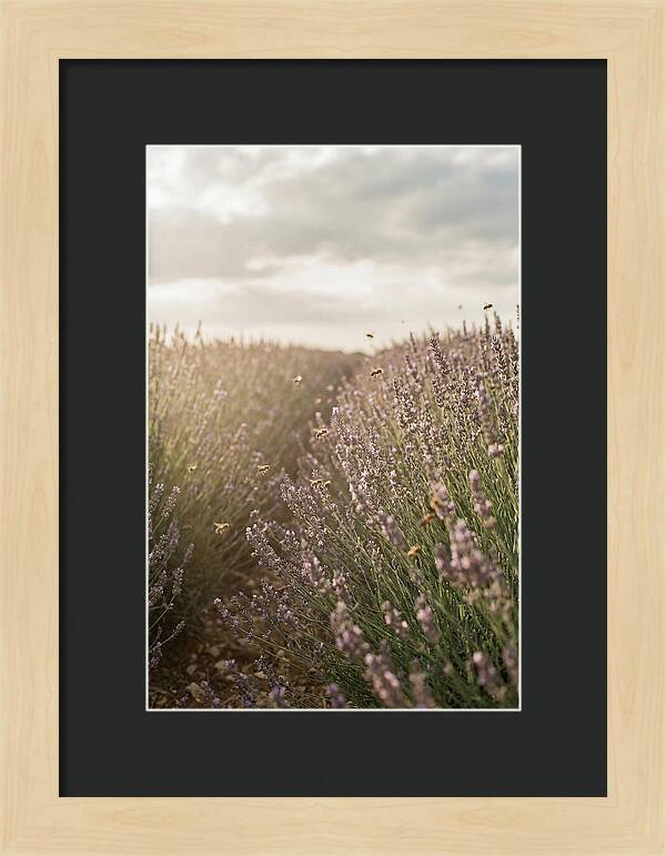 Lavender Fields In Bloom