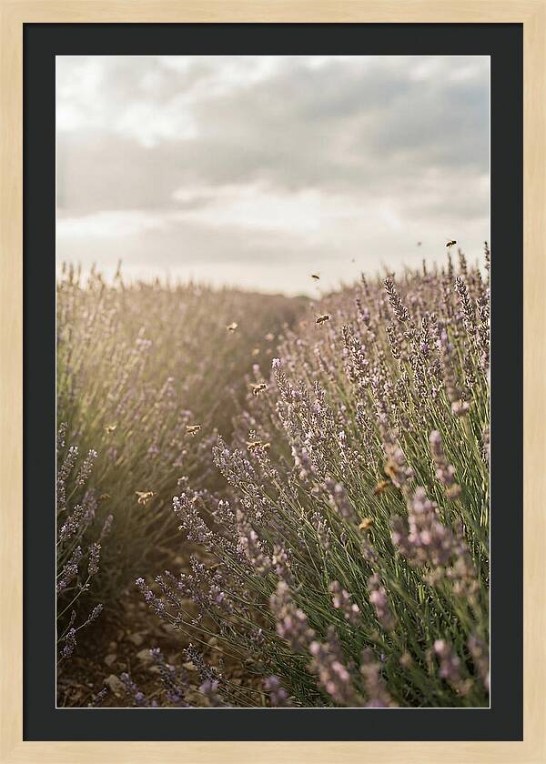 Lavender Fields In Bloom
