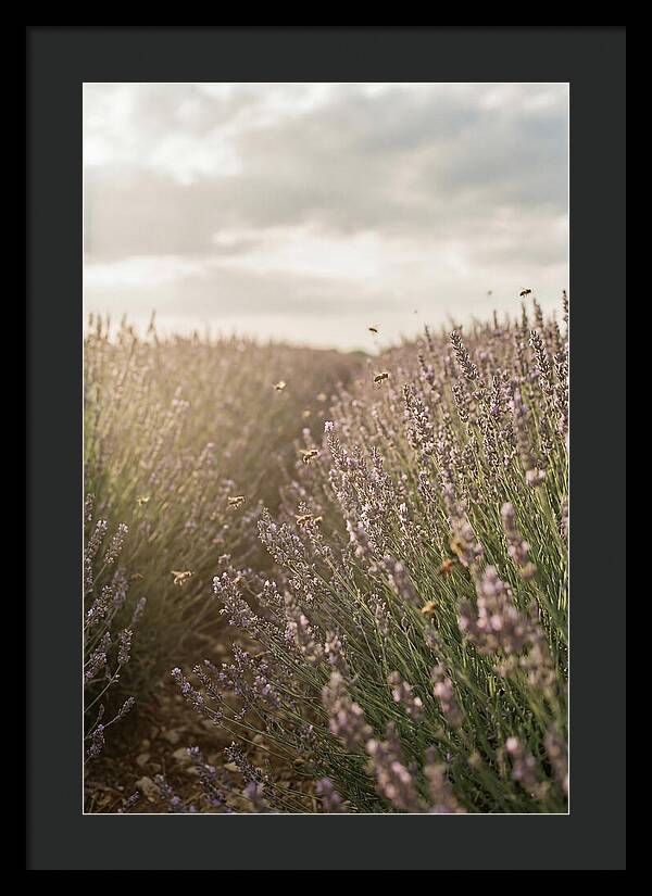 Lavender Fields In Bloom