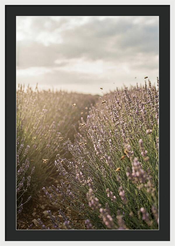 Lavender Fields In Bloom