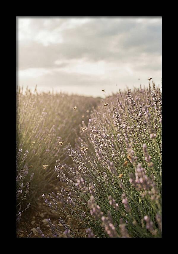 Lavender Fields In Bloom