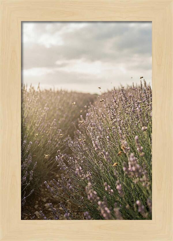 Lavender Fields In Bloom