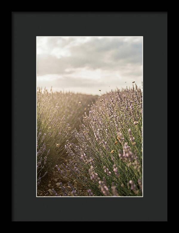 Lavender Fields In Bloom