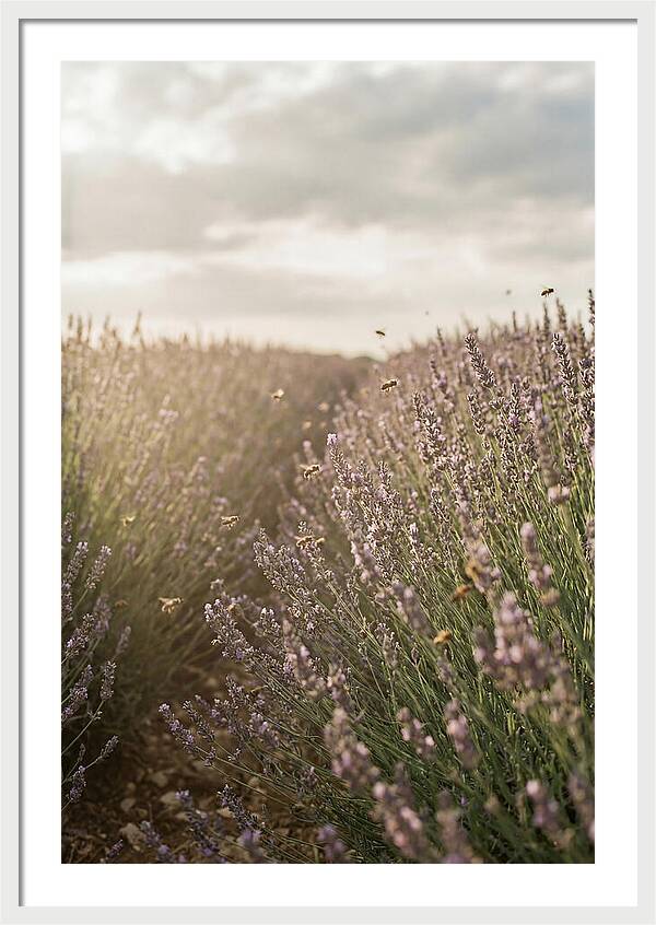Lavender Fields In Bloom