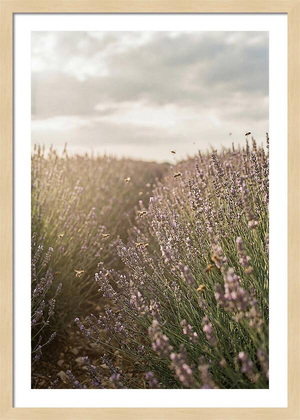 Lavender Fields In Bloom