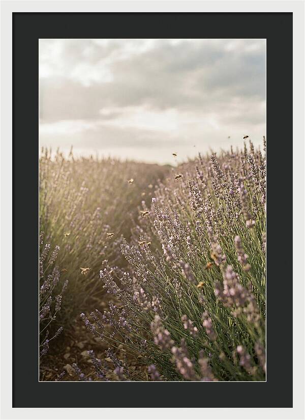 Lavender Fields In Bloom