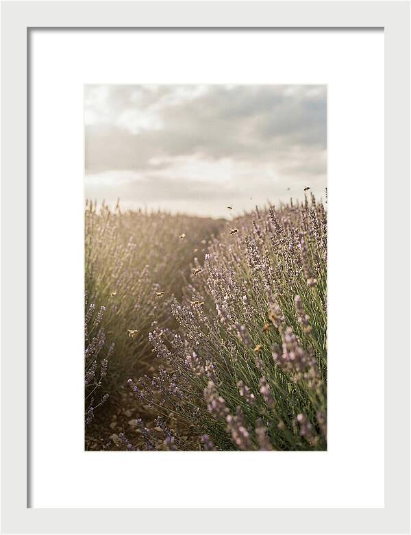 Lavender Fields In Bloom