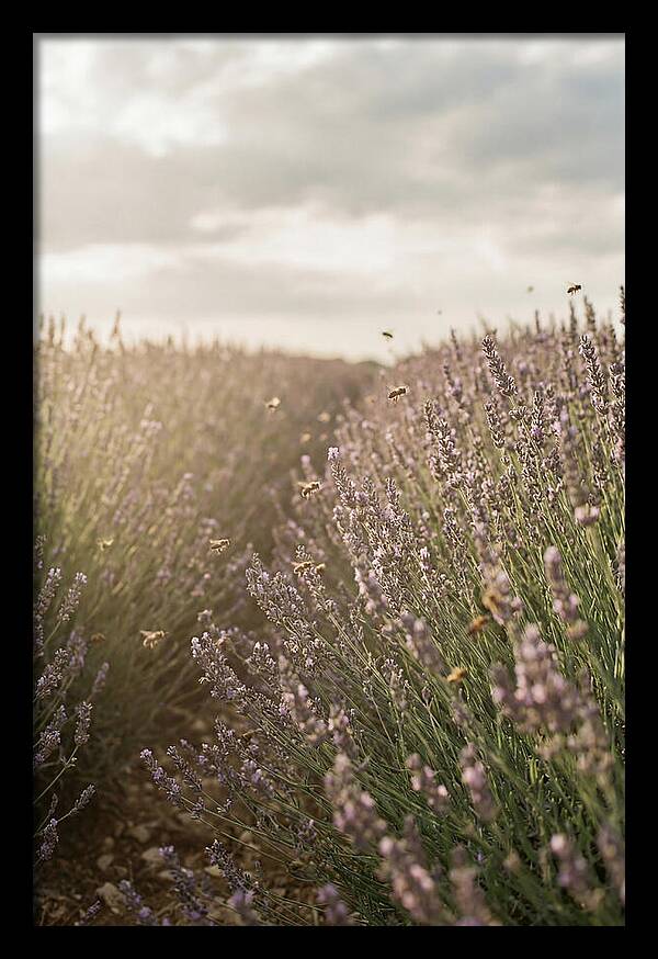 Lavender Fields In Bloom