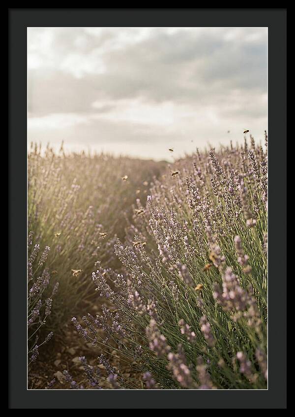Lavender Fields In Bloom