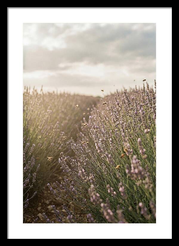 Lavender Fields In Bloom