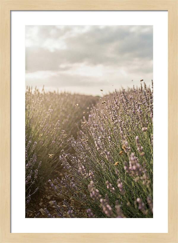 Lavender Fields In Bloom