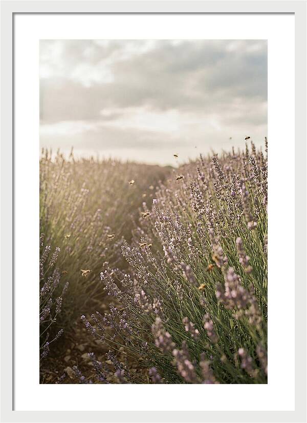 Lavender Fields In Bloom