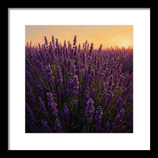 Lavender Fields In