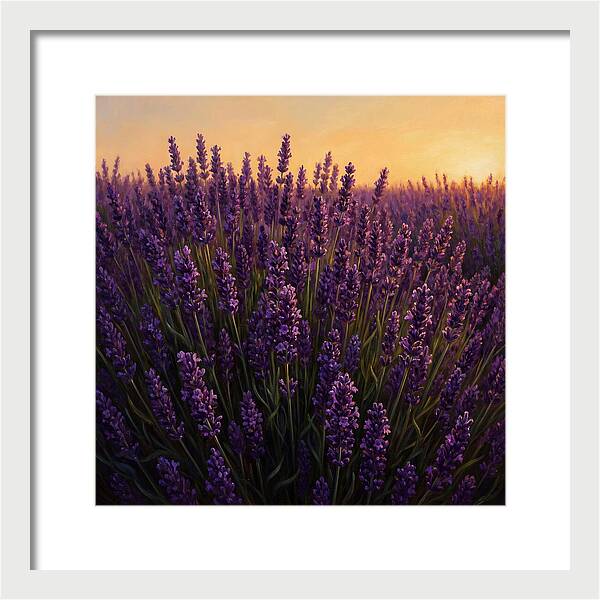 Lavender Fields In