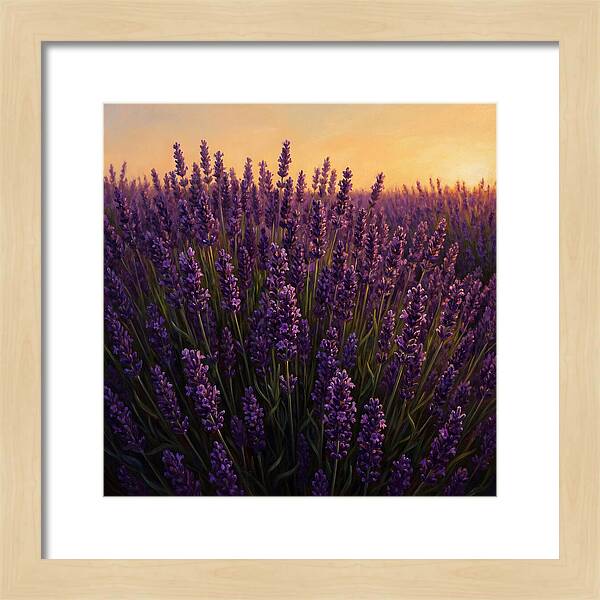 Lavender Fields In