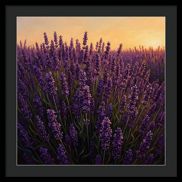 Lavender Fields In