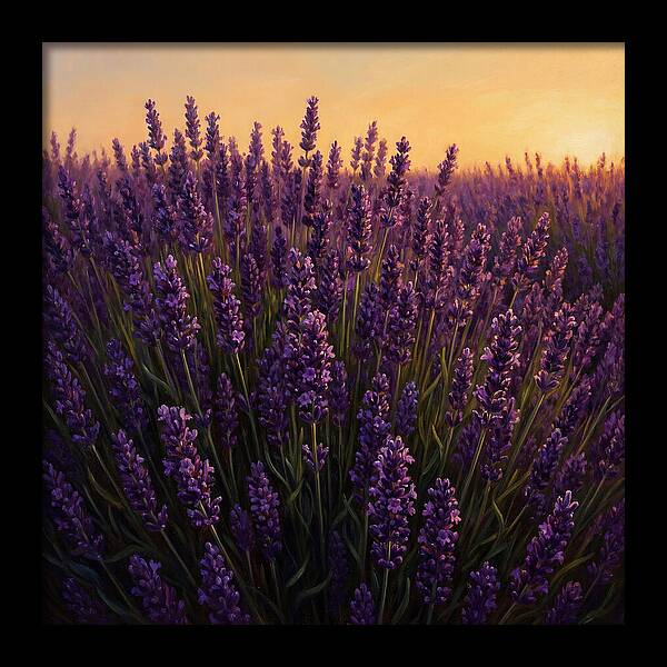 Lavender Fields In