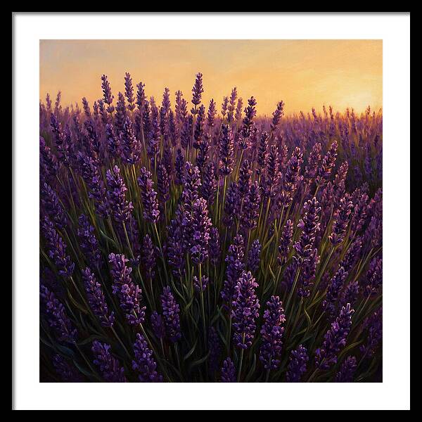 Lavender Fields In