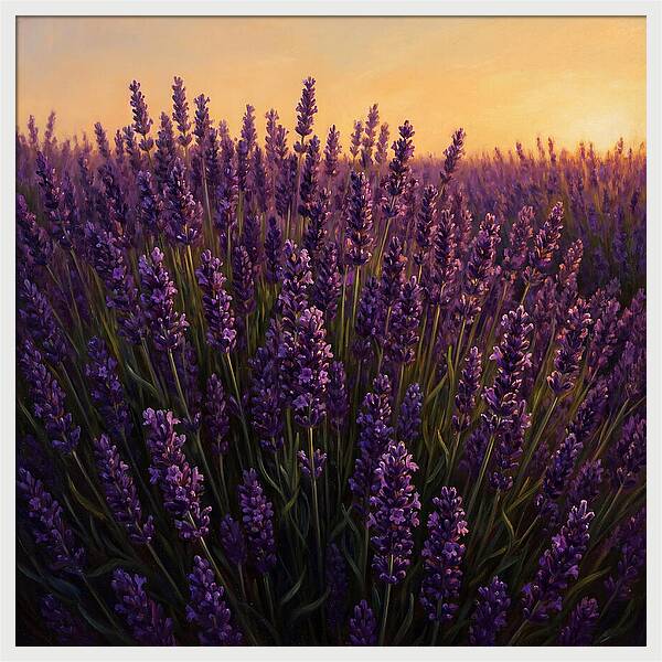 Lavender Fields In