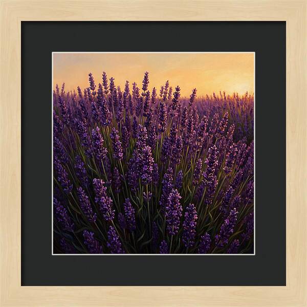 Lavender Fields In
