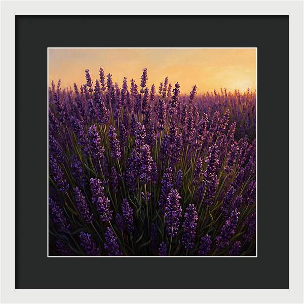 Lavender Fields In
