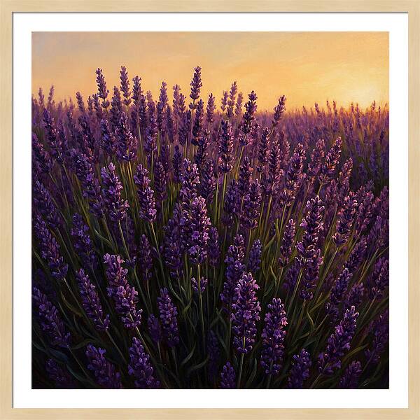 Lavender Fields In