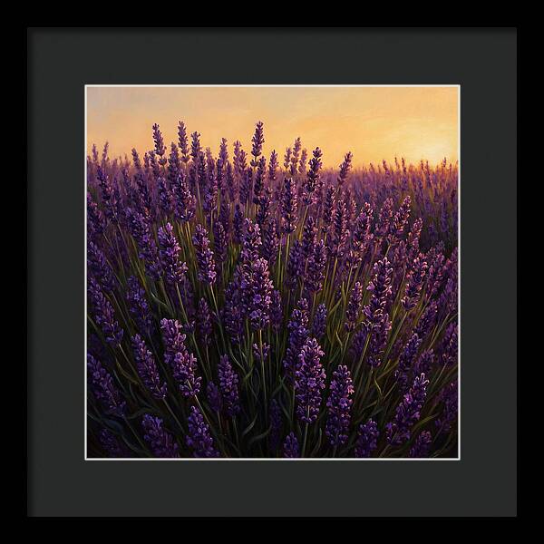 Lavender Fields In