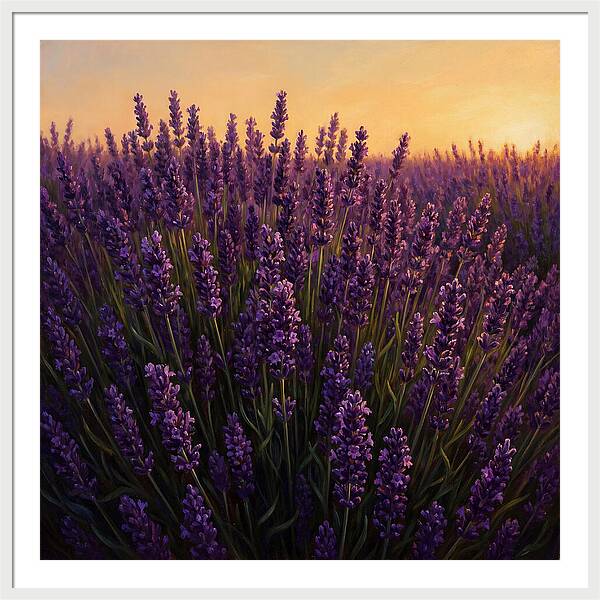Lavender Fields In